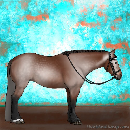 Horse Color:Gray Bay 