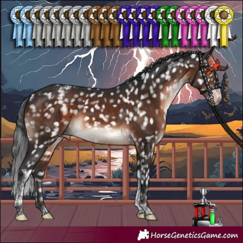 Horse Color:Brown Mushroom Tobiano Appaloosa 