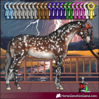 Horse Color:Brown Mushroom Tobiano Appaloosa 