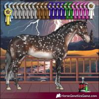 Horse Color:Brown Mushroom Tobiano Appaloosa