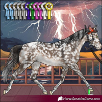 Horse Color:Brown Dun Mushroom Tobiano Appaloosa 