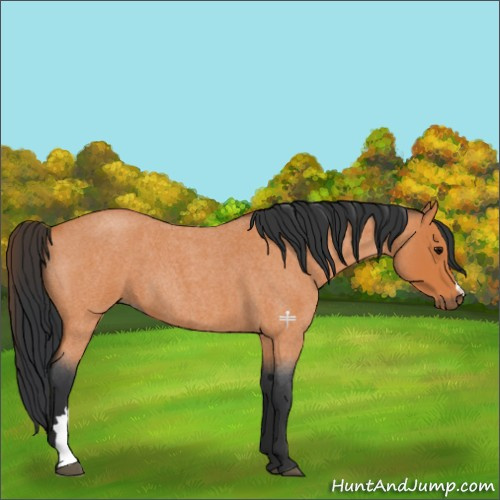 Horse Color:Bay Roan 