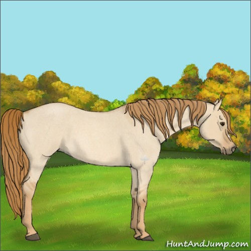Horse Color:Red Dun Roan 