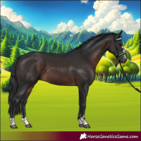 Horse Color:Brown 