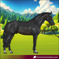 Horse Color:Brown 
