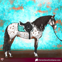 Horse Color:Bay Appaloosa