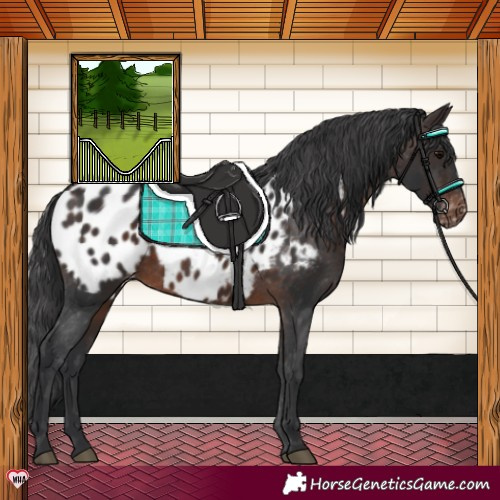 Horse Color:Brown Appaloosa Rabicano