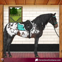 Horse Color:Brown Near Leopard Rabicano 
