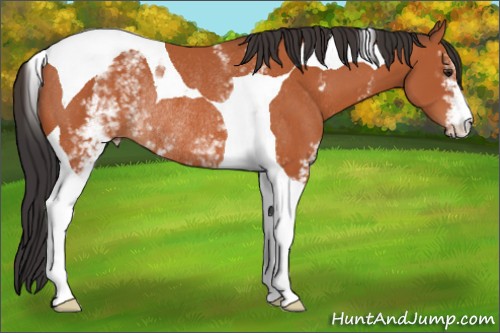 Horse Color:White Spotted Brown Tobiano Rabicano