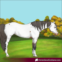 Horse Color:Brown Appaloosa 