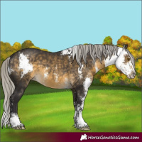 Horse Color:Silver Buckskin Sabino 