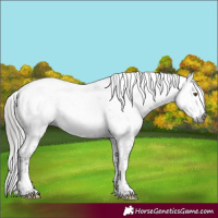 Horse Color:Gray Buckskin Sabino