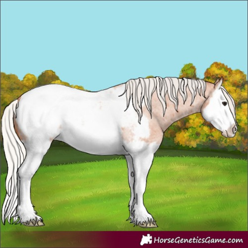 Horse Color:Silver Bay Roan Splash Appaloosa 