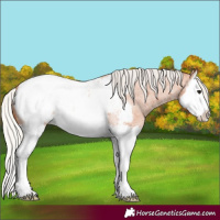 Horse Color:Silver Bay Roan Splash Appaloosa