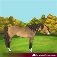 Horse Color:Buckskin 