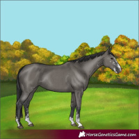 Horse Color:Grullo Sabino Rabicano