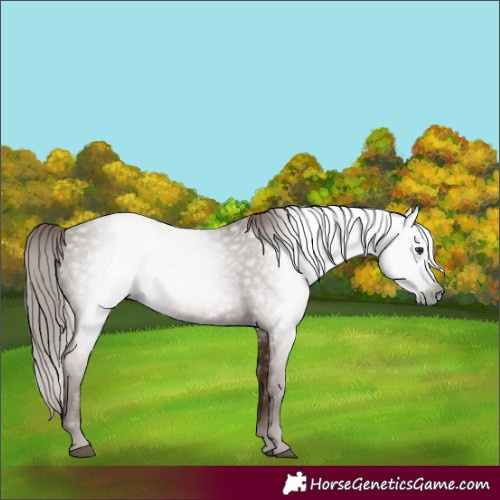Horse Color:Gray Chestnut 