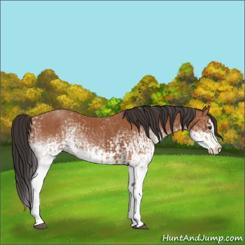 Horse Color:White Spotted Bay Splash  and White Spotted Bay Splash 
