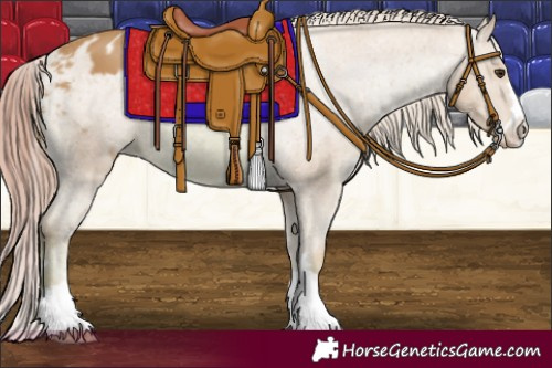 Horse Color:Watercolor Chestnut Appaloosa 