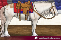 Horse Color:Watercolor Chestnut Appaloosa 