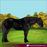Horse Color:Void Black Appaloosa 