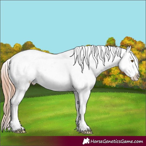 Horse Color:White Spotted Classic Champagne Dun Splash Appaloosa 
