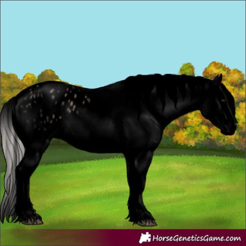 Horse Color:Void White Spotted Silver Grullo Appaloosa 