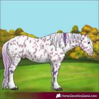 Horse Color:Watercolor Bay Tobiano Near Leopard 