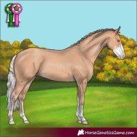 Horse Color:Silver Amber Champagne Sabino 