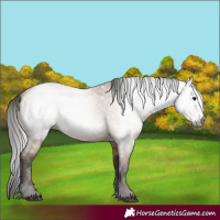Horse Color:Gray Bay Dun 
