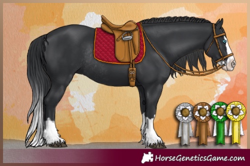 Horse Color:Black Splash Rabicano