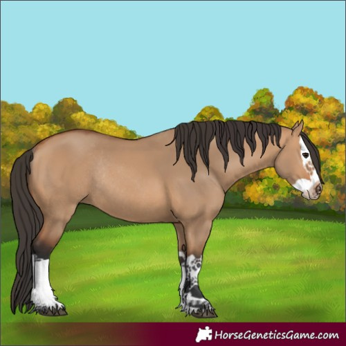 Horse Color:Bay Dun Splash Rabicano 