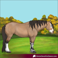 Horse Color:Bay Dun Splash Rabicano