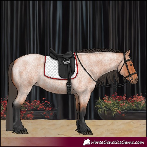 Horse Color:Bay Roan 