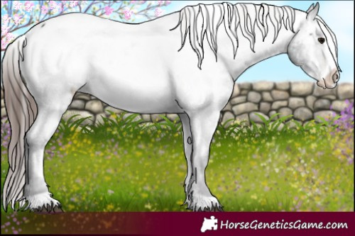 Horse Color:Midnight Brown Frame Appaloosa 