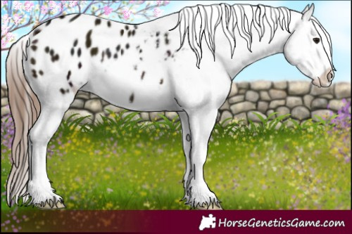 Horse Color:Midnight Bay Appaloosa Rabicano 