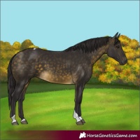 Horse Color:Buckskin Tobiano