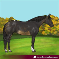 Horse Color:Buckskin Tobiano 
