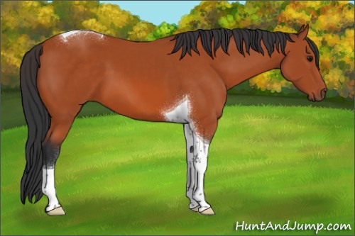 Horse Color:Bay Tobiano 