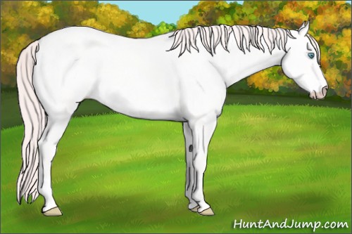 Horse Color:Perlino Roan Dun 