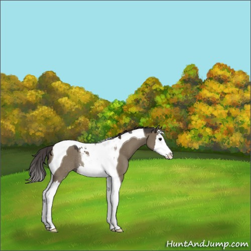 Horse Color:Smoky Grullo Splash Tobiano Rabicano 