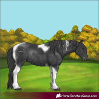 Horse Color:Black Tobiano Varnish Rabicano 