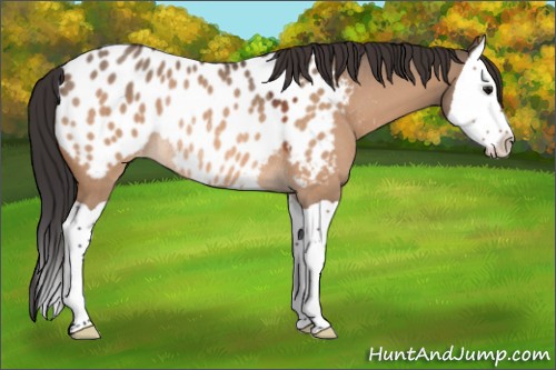 Horse Color:Bay Dun Splash Appaloosa Rabicano 