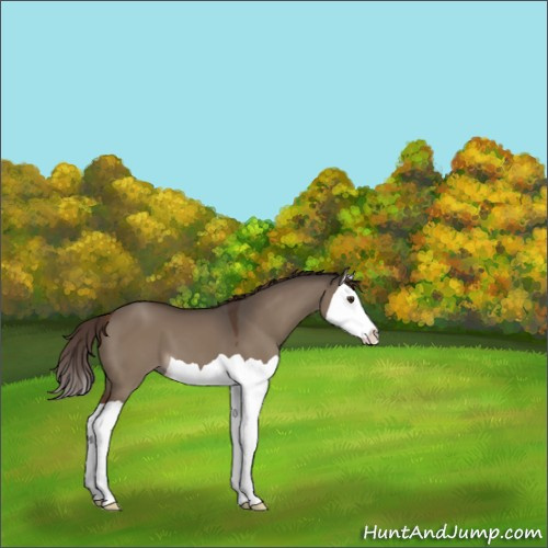 Horse Color:Liver Red Dun Splash 