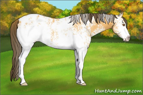 Horse Color:White Spotted Buckskin Appaloosa Rabicano 