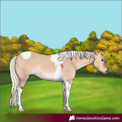 Horse Color:Silver Bay Dun Tobiano 