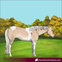 Horse Color:Silver Bay Dun Tobiano 