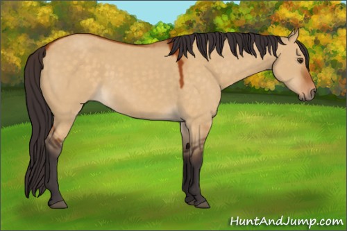 Horse Color:Buckskin Dun Rabicano 