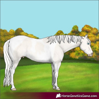 Horse Color:Silver Perlino Dun Mushroom Tobiano