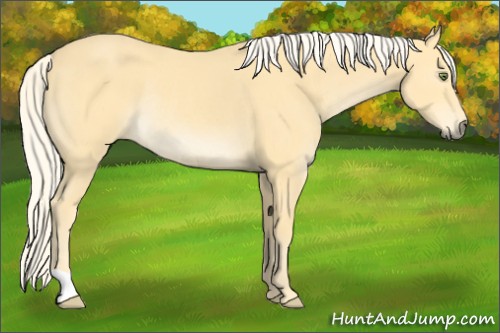 Horse Color:Palomino Mushroom Rabicano 
